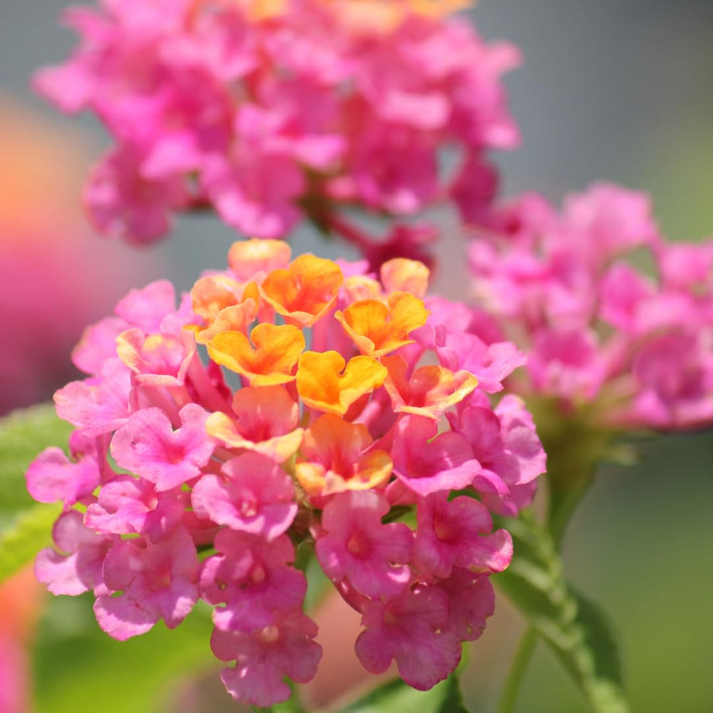 Live Lantana Plant, Perennial Lantana, Vibrant Flower Colors, 4 Inch Pot for Indoor or Outdoor Planting (Pink Flowers)