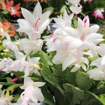 Live White Christmas Cactus Live Plant 4–6 Inches Tall, Winter Blooming False Thanksgiving Cactus Well Rooted, Flowering Houseplant for Home and Office