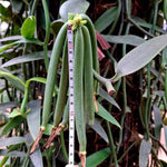 Fast Growing Vanilla Bean Orchid Live Plant, Green Fragrant Beans Vanilla Starter Plant, 3 to 7 Inches in Tall, Rare Plant Outdoor Indoor