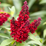 2 Butterfly Bush Live Plants, Red Buddleia Shrubs, 5–9 Inch Tall, Fragrant Flowering Shrubs, No Pot