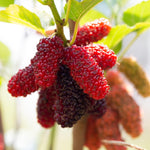 Mulberry Plant Live for Planting 5 to 8 Inch Tall, Sweet Mulberry Fruit Tree, Mulberries Seedling (Red Mulberry)