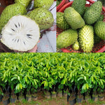 Live Soursop Tree Live Plant, Guanabana Plant 5-7 Inch, Tropical Fruit Tree No Pot, Very Well-Rooted, No CA