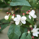 2 Clerodendrum Flowering Plants Live, Chains of Glory Vine Light Bulbs Plant 4-8 Inches for Growing Indoor Outdoor (Random Clerodendrum)