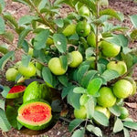 5-8 Inch Pink Guava Tree - Live Plant, Sweet Tropical Fruit for Home Gardens Indoor Outdoor Growing