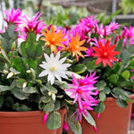 Easter Cactus Live Plant, 4-9” Tall, Rooted Holiday Cactus Succulent Plant for Indoor or Outdoor Growing, Easy Care Flowering Houseplant (Mixed Easter Cactus)