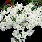 2 Bougainvillea Plants Live, Vibrant Bougainvillea Flower Vine for Garden Perennial Ornament from 4-9 Inc (White)