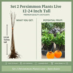 Set 2 Persimmon Plants Live, 12-24 Inch Tall Bare Root Dormant, Live American Persimmon Trees for Growing Outdoor