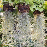Fresh Spanish Moss Live Air Plant, 1 Clump 10" Long, Tillandsia Air Plants Decorative Garden Craft Basket