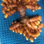 Set 8 Turmeric Roots for Planting, Fresh Yellow Turmeric Root, Curcuma Longa, Ready for Indoor Outdoor Gardening