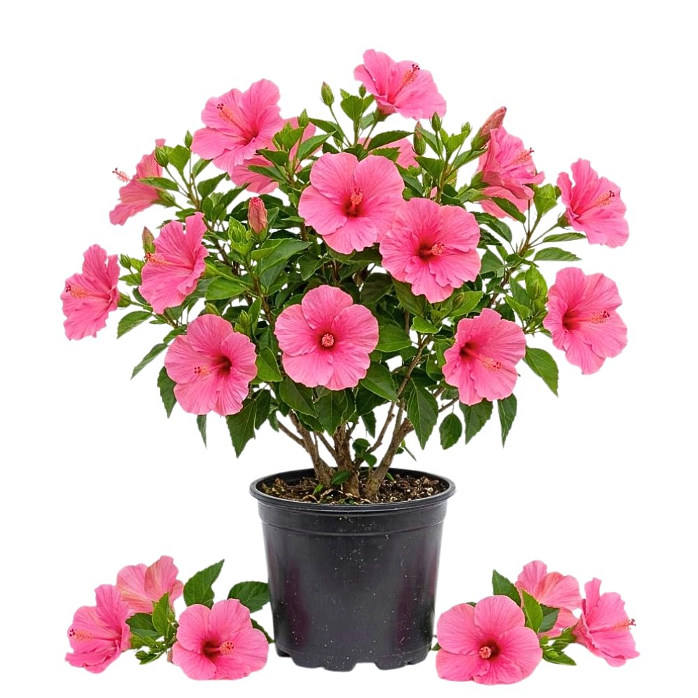 Set of 7 Pink Hibiscus Cuttings, Hibiscus Flowers Plants, Tropical Flower Plant for Outdoor Gardening