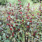 Sabdariffa Roselle Hibiscus Plant Live 4 to 8 Inch Tall, Jamaican Red Roselle Hibiscus Live Plant to Grow, in 4" Pot