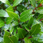 Bay Leaf Laurel Tree Live Plant, Sweet Bay Laurus Nobilis Plant Live, 7 to 9 Inc Tall