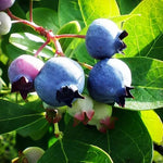 1 Blueberry Bush Live Plant 5 to 9 Inch Tall, Blueberry Plant Live for Planting, Sweet Blueberries Fruit Tree Live Plant (Sharpblue Blueberry)