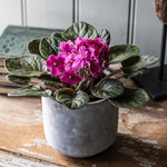 Pink African Violet Live Plant in 4” Pot, Blooming Indoor Houseplant, Easy Care Flowering Plant for Home or Office Décor