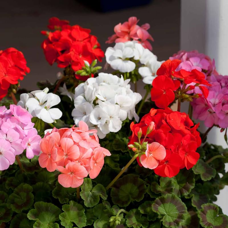 Pack 3 Mix Geranium Plants Live, Assorted Geraniums Live Plant for Outdoor Indoor Garden, Perennial Coloful Flowers Plant, No Pot