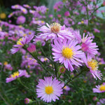 Pink Aster Plants Live for Planting, 3 to 6 Inch Asters Perennial Live Plants, No Pot