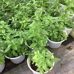 03 Goji Berry Trees Live Plants Bush, 4 Months Old 3-6” Tall, Cold Hardy Berry Plant for Outdoor Planting, No CA