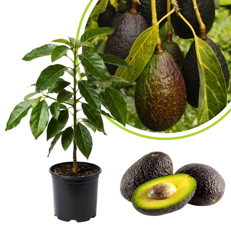 Live Avocado Tree Plant in 3 Gallon Pot, Cold Hardy Avocado Tree 2-3 Ft Tall, Ready to Bear Fruits