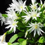Easter Cactus Plants Live, Vibrant Color, Size 5-9" in Tall, No Pot, Spring Bloom Housplant Indoor Outdoor Succulent Cacti (White)