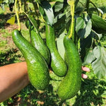 Live Long Avocado Tree Plant in 3 Gallon Pot, Cold Hardy Avocado Tree 2-3 Ft Tall, Ready to Bear Fruits