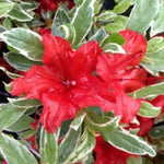 Red Silver Leaf Azalea Live Plant Tree for Planting, 5 to 10 Inc Tall, Well Rooted, No Pot Azalea Red Flowers Variegated Leaf Rhododendron Bush Shrub