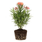 Dwarf Salmon Oleander Plant Live, Oleander Live Plant, 5 to 7 Inches Tall, Flowering Ornamental Shrub, Easy Care Outdoor Plant