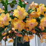 2 Yellow Christmas Cactus Plants, Thanksgiving Cactus 3-6 Inch Tall, Winter Succulents Flowers Container Hanging Basket Indoor Outdoor Planting