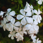 3 White Plumbago Plants Live, Plumbago Flower Live Plants, 4 to 6 Inc Tall, Tropical Shrub Plant