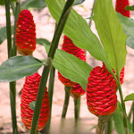 5 Shampoo Ginger Plant Rhizomes, 5 Count Zingiber Zerumbet Awapuhi Wild Pinecone Bitter Red Ginger, Hardy