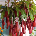 Nepenthes Pitcher Plant Pots Live Plants, Large Pitcher Nepenthes for Terrariums Backyard Gardens, Size Starter 8 Months Old for Easy Planting Indoor Outdoor