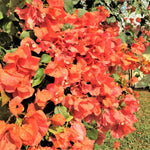 3 Bougainvillea Vine Plants, Bougainvillea Plants Live for Outdoor Landscaping and Containers, 4-7 Inch Tall Well-Rooted, No Pot (Orange Bougainvillea)