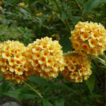 Butterfly Bush Plant Live, Perennial Buddleia Bushes Ready to Grow Outdoor 4-8 Inches (Yellow Buddleia)