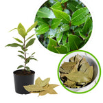 Bay Leaf Tree Plant, Sweet Bay Leaf Tree, 7-10 Inches Tall, Laurus Nobilis in 4 Inch Pot for Growing