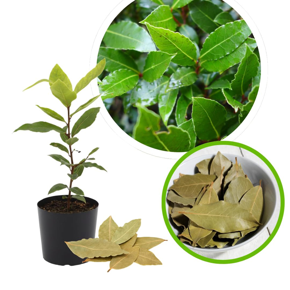 Bay Leaf Tree Plant, Sweet Bay Leaf Tree, 7-10 Inches Tall, Laurus Nobilis in 4 Inch Pot for Growing