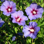 Althea Rose of Sharon Plant Live 6 to 13 Inch Tall, Hibiscus Syriacus Flowers, Come in Pot (Purple Rose of Sharon)
