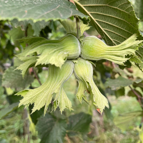 Hazelnut Tree Plant Live, Nut Tree, 1-2 Ft Tall