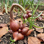 10 Egyptian Walking Onion Bulbs, Perennial Onion Topsets for Planting