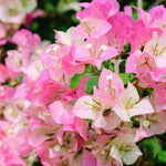 2 Bougainvillea Live Plants, Tropical Bougainvillea Flowering Vine, Fast Growing Outdoor and Container Plant, 4-8'' Tall (White Pink Blooms)