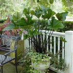 Colocasia Elephant Ears Live Plant, Alocasia Plant, Esculenta Taro Live Houseplant, 5-7 Inc Tall (Green Black Leaf and Stem)