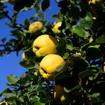 Quince Tree Plant Live, Cold Hardy Edible Fruit Tree, 2-3 Ft Tall