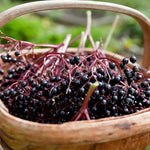 Elderberry Bush Plants Live, Black Elderberry Plant for Outdoor Garden, 5 to 9 Inch Tall Perennial Fruit Plant, No Pot, Cold Hardy, Dormant in Winter