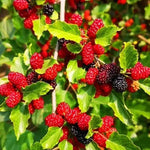 Set of 2 Red Mulberry Trees Live Plants, Starter 4-6 Inches Tall, No Pot, Mulberry Bush Fruit for Outdoor Growing, Cold Hardy