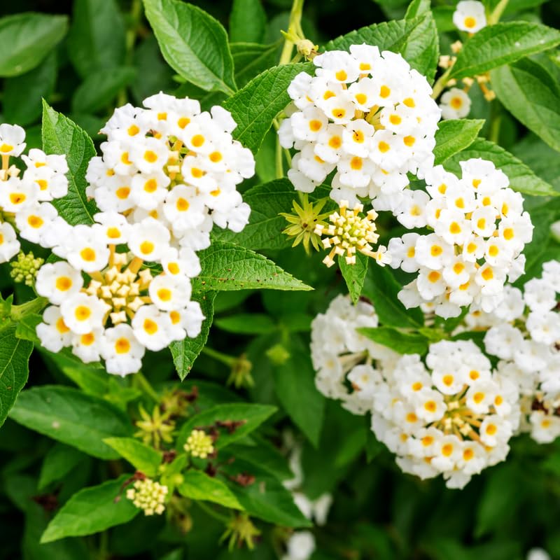 White Lantana Plants Live in 4 Inch Pot, Perennial Lantana Plants Live for Planting Outdoors Garden, 4-6 Inch Tall, Vibrant Flowers Colors