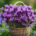 2 Spanish Lavender Plants Live for Planting Outdoor, 3-4" Lavender Live Plants for Fragrant Sun Perennial Herb