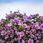 1 Althea Rose of Sharon Bush Live Plant 8-14 Inch Height, Pink Hibiscus Plant Live Bareroot, Hibiscus Syriacus Flowers