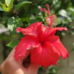Red Hibiscus Plant for Outdoor Planting, Hardy Hibiscus Flowers Colorful Blooms, Hibiscus Plant for Grow, 5-7'' Tall