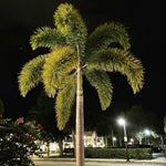 Palm Tree Live Plant Indoor Outdoor, Rare Succulent Palm Houseplant for Indoor or Outdoor Growing, 1 Gallon Pot, White Flowers Red Fruits