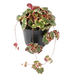 Strawberry Begonia Plant Live, Saxifraga Tricolor Plant, Begonia Live Plant, Variegated Foliage Perennial, 3.25 Inches Pot for Growing