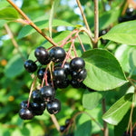 Black Chokeberry Tree Live Plant for Planting, Chokeberry Plant Live 8 to 14 Inch Tall, in Quart Pot