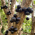 Black Jaboticaba Tree Live Plant, 1 Feet Tall, Tropical Fruit Tree for Garden, Patio Pots